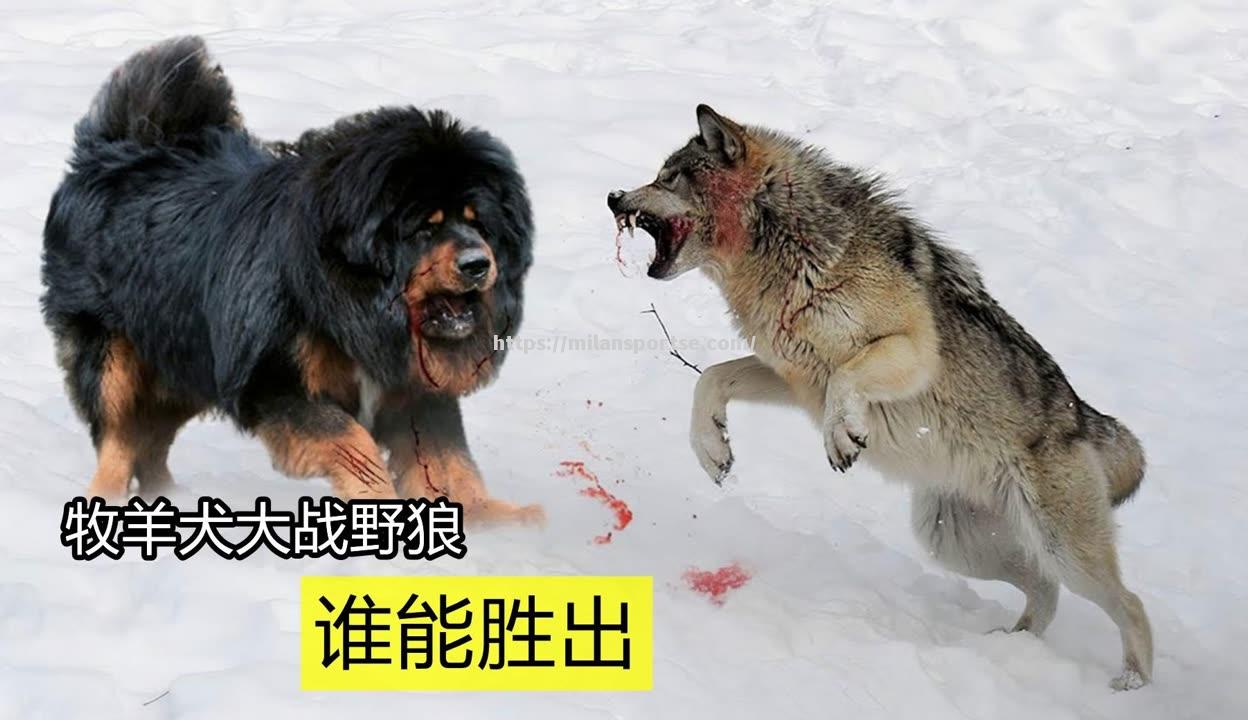 摩纳哥进攻猛，对阵几内亚，胜负难言谁能胜出？